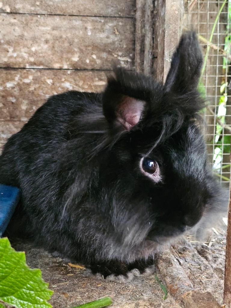 Teddy lief tam Angora dwerg konijntje zwart (mannetje), Mannelijk, Dwerg