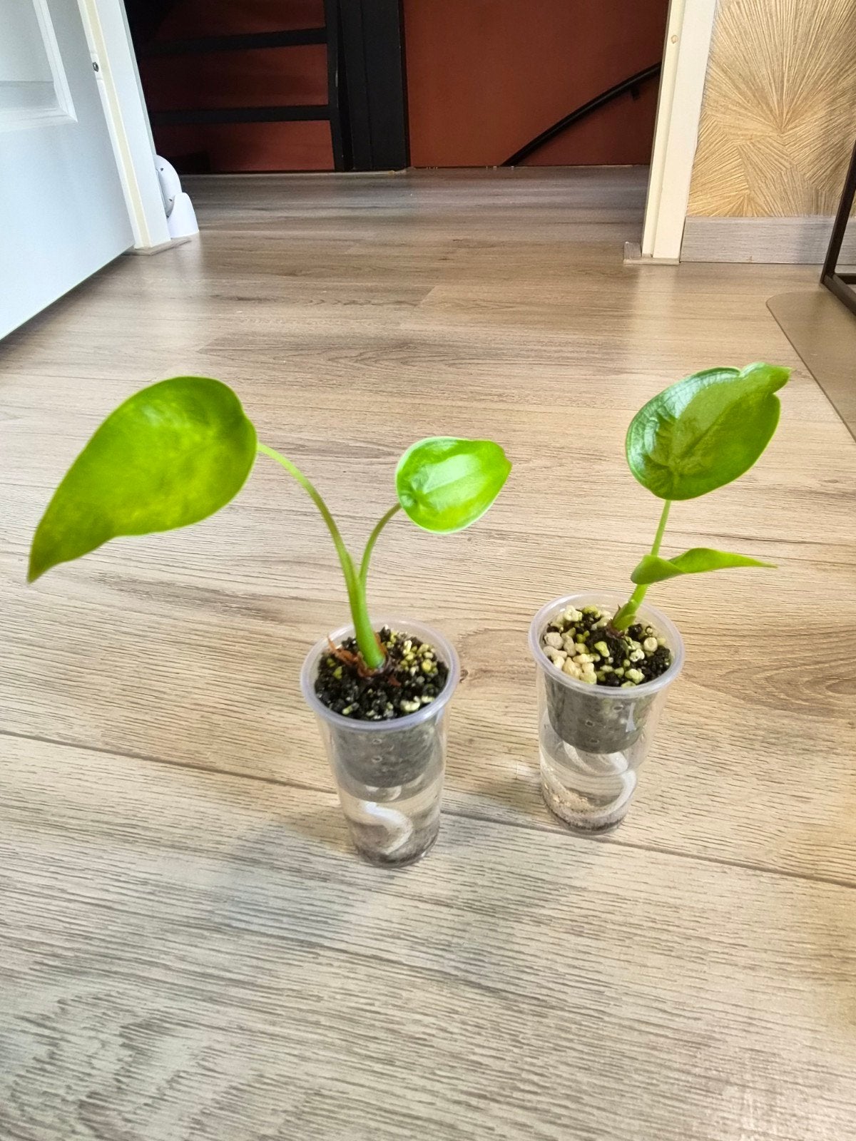 2x Alocasia Cucullata, Ophalen of Verzenden, Halfschaduw, Minder dan 100 cm