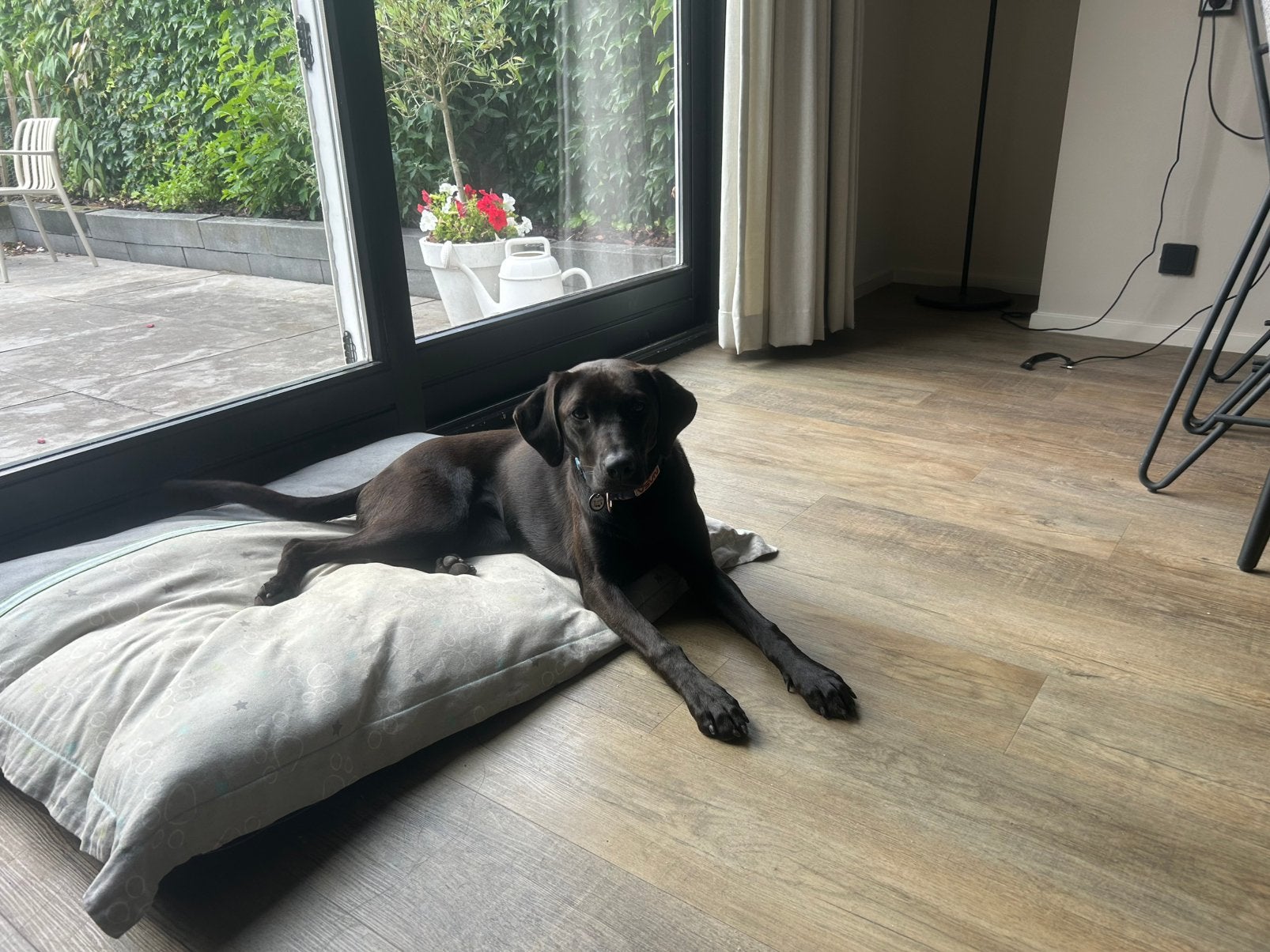 Te koop 9 mnd pup, 15 weken tot 1 jaar, Teef, Parvo, Eén hond