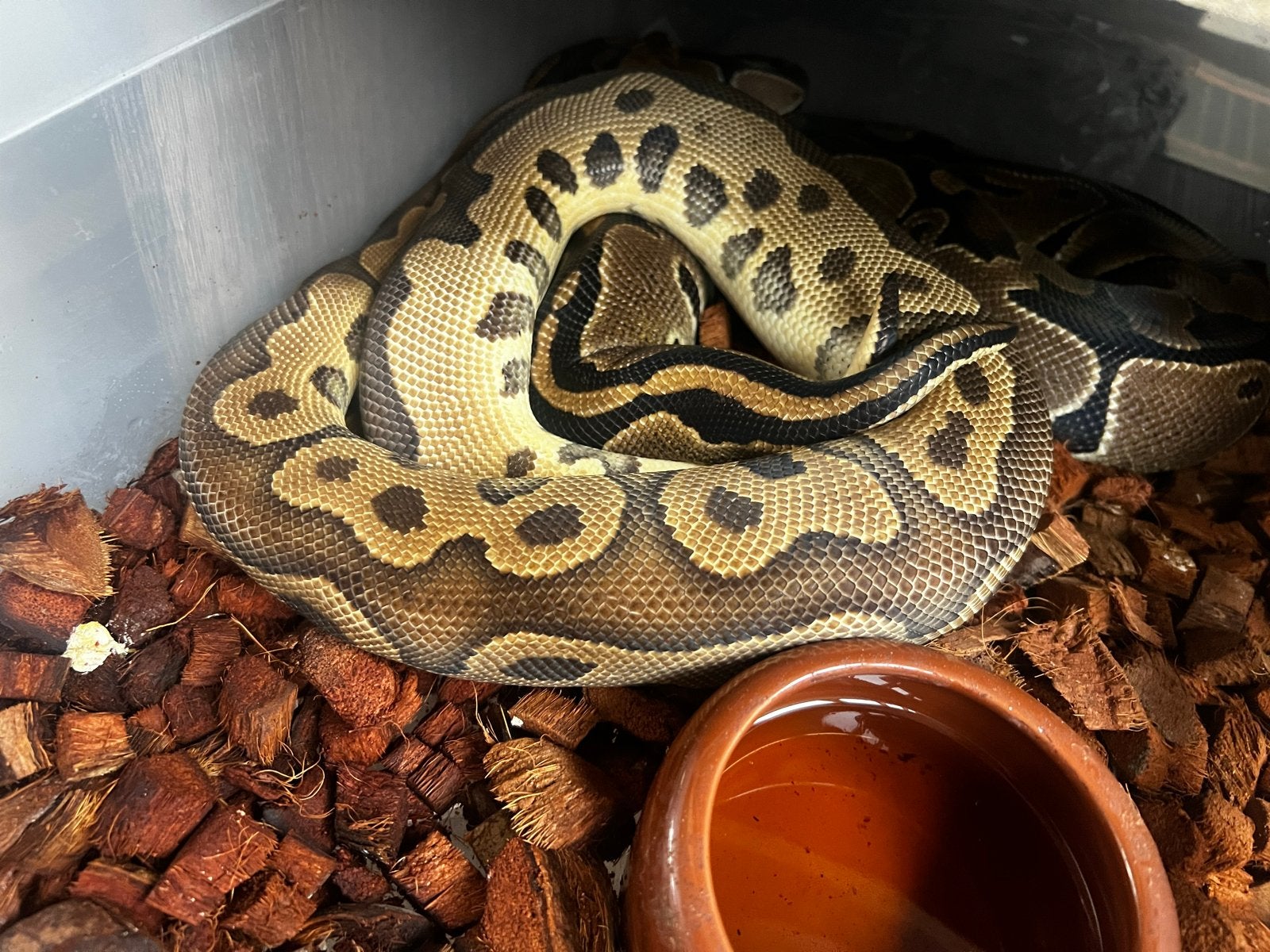 Leopard clown mannetje koningspython Ball Python - male for sale from Mick