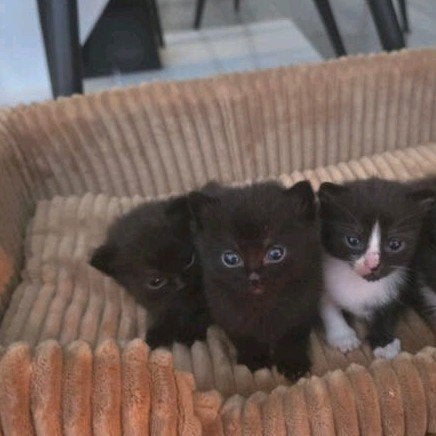 Lieve kittens zoeken een warm en liefdevol huisje, Meerdere dieren