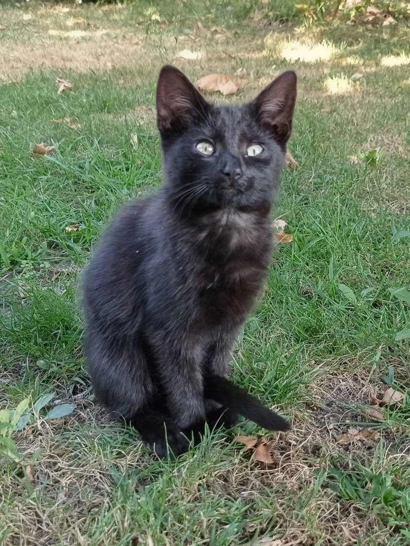 boederij kittens, Dieren en Toebehoren, Katten en Kittens | Overige Katten, Meerdere dieren, 0 tot 2 jaar