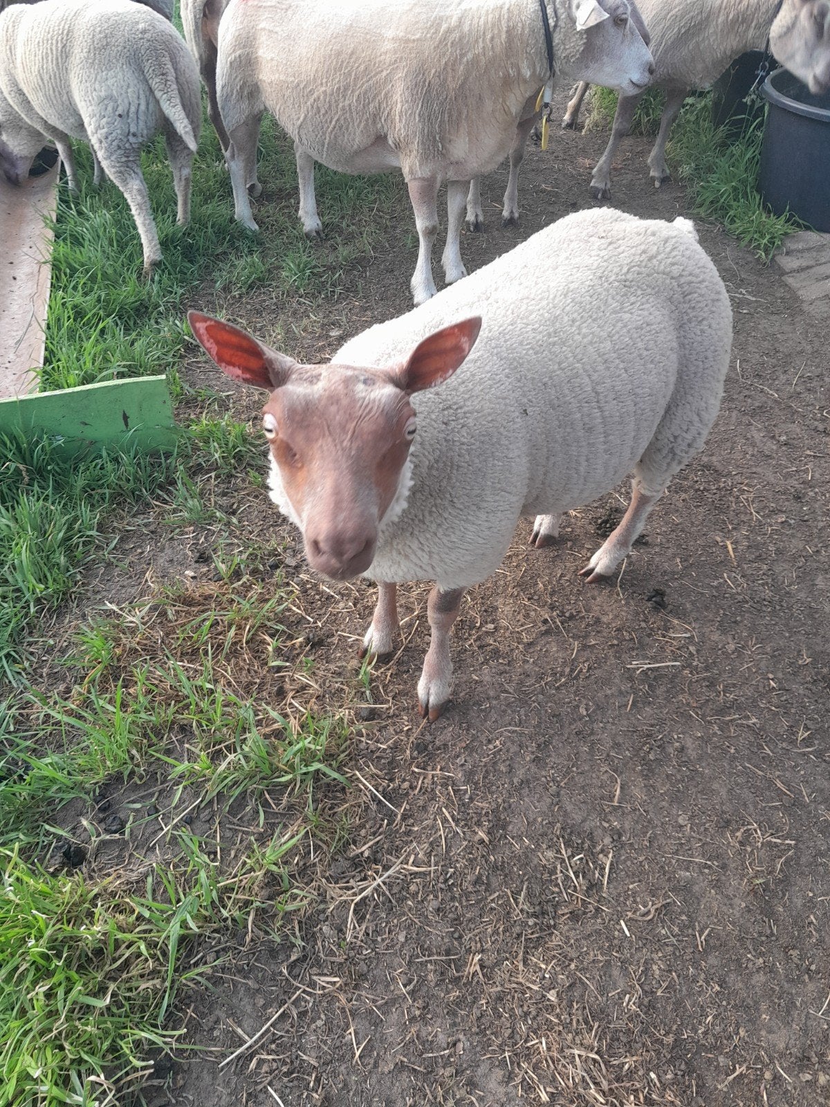 Rouge l'quest rammen en gekruiste rammen en ooilammeren, Dieren en Toebehoren, Schapen, Geiten en Varkens, Mannelijk, Schaap