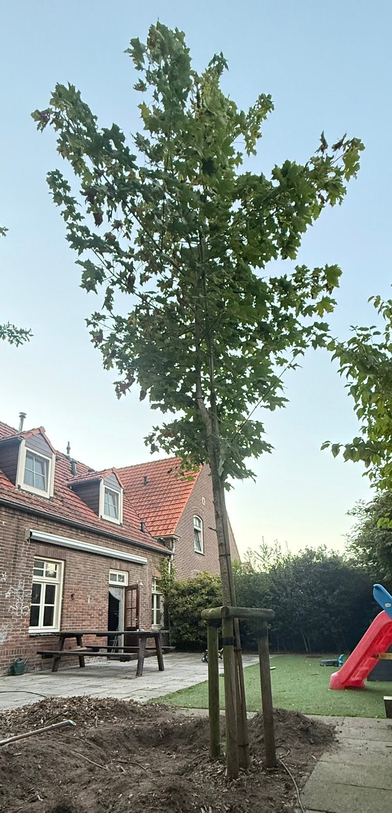 ** GRATIS Af te halen; Esdoorn boom van +/- 5 meter **, Tuin en Terras, Ophalen, Overige soorten, 400 cm of meer