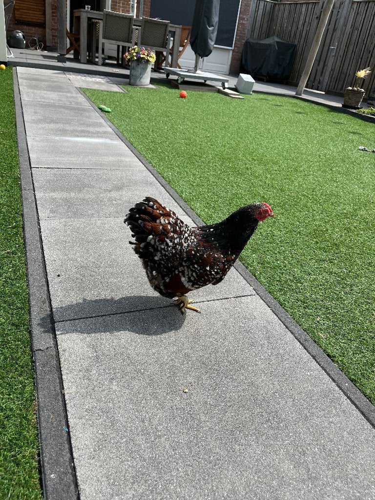 Ras kip, Vrouwelijk, Kip