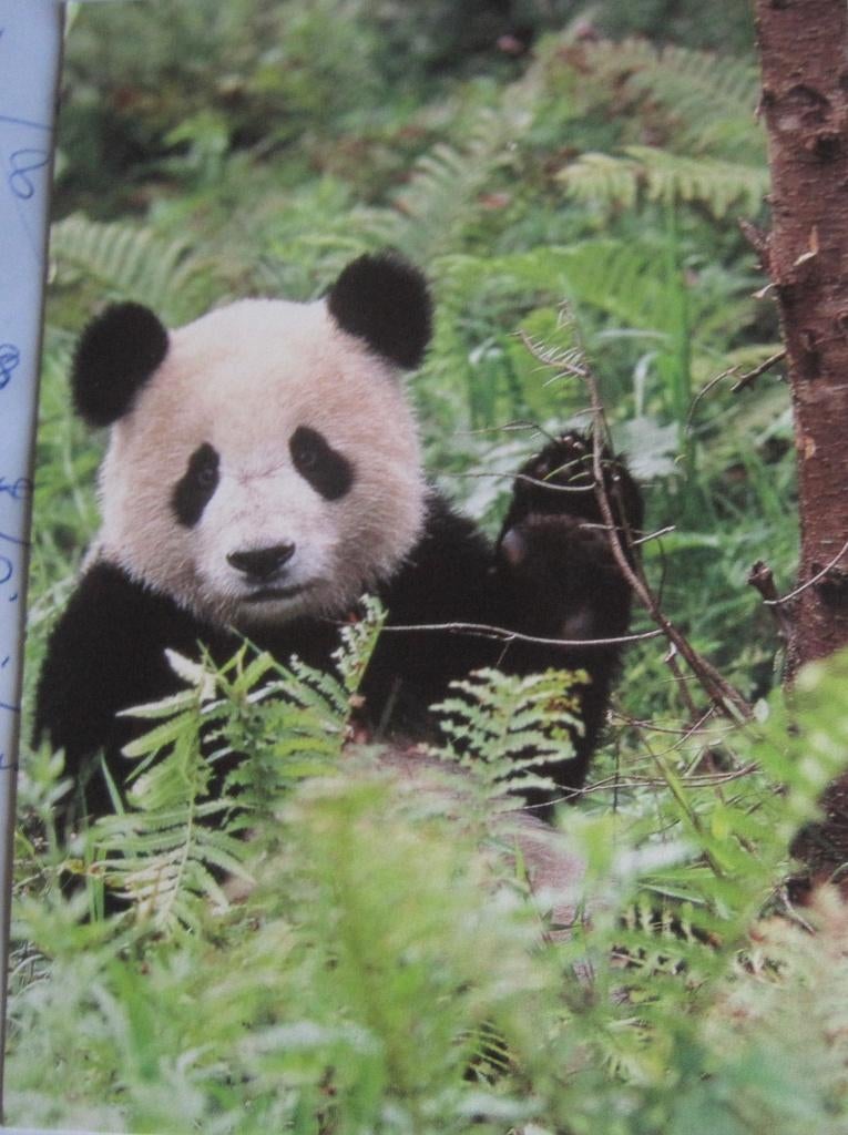 Panda beer in het groen - uitgave Wereld Natuur Fonds - 2019, Verzenden, 1980 tot heden, Gelopen, Wild dier