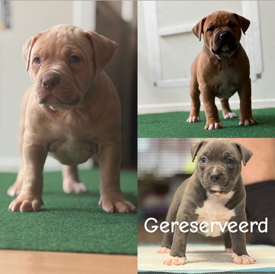 American Bully xl pups, Parvo, België, Particulier, Overige rassen