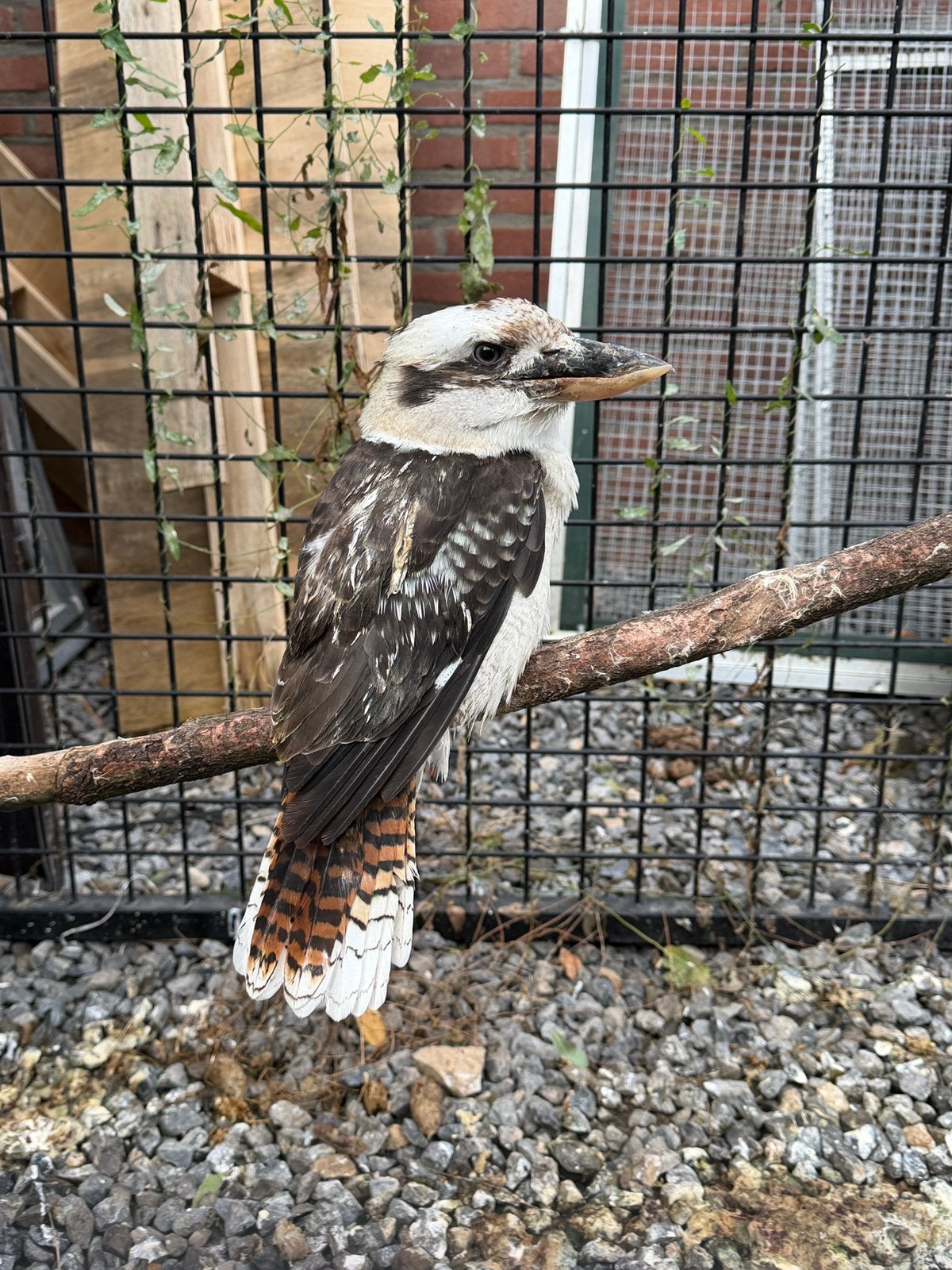 Koppel Kookaburra, Meerdere dieren, Roofvogel, Geringd