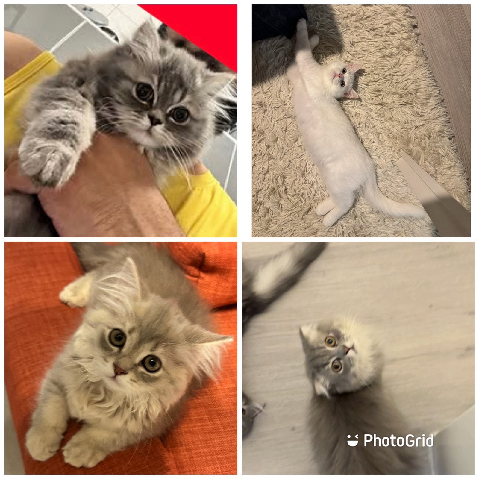 Vier prachtige Perzische kittens in verschillende kleuren, Meerdere dieren, Ontwormd