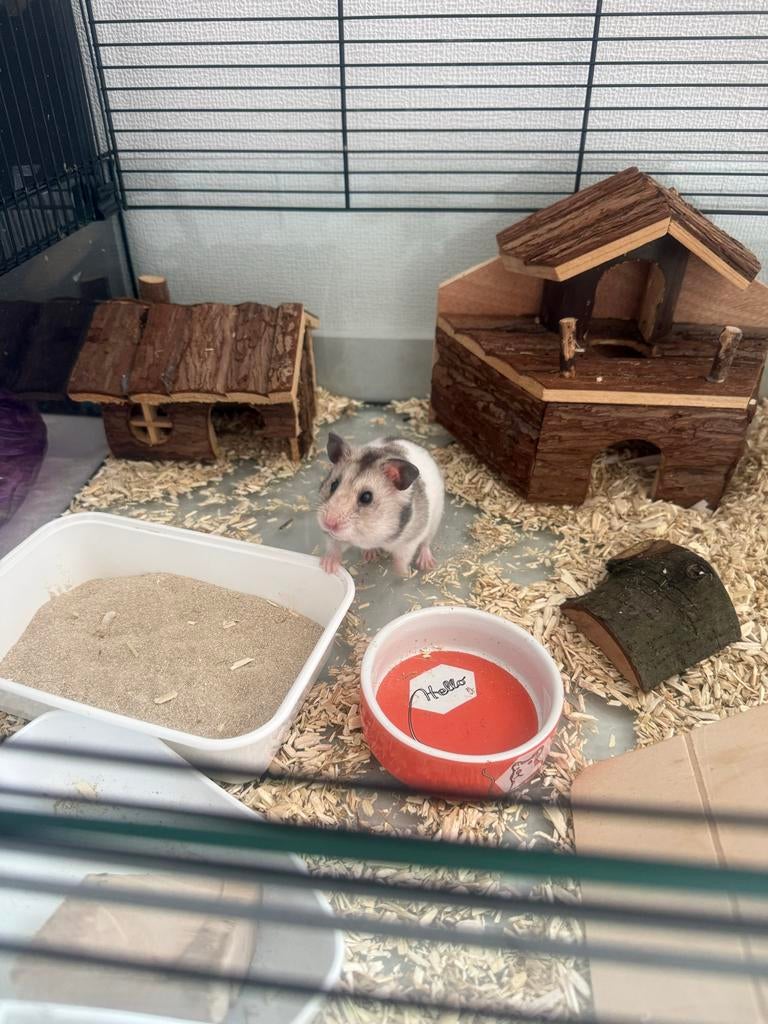 Hamster met kooi, Maart, Mannelijk, Hamster