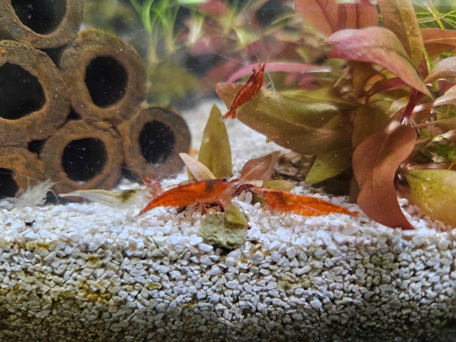 neocaridina garnalen, Dieren en Toebehoren, Vissen | Aquariumvissen, Kreeft, Krab of Garnaal