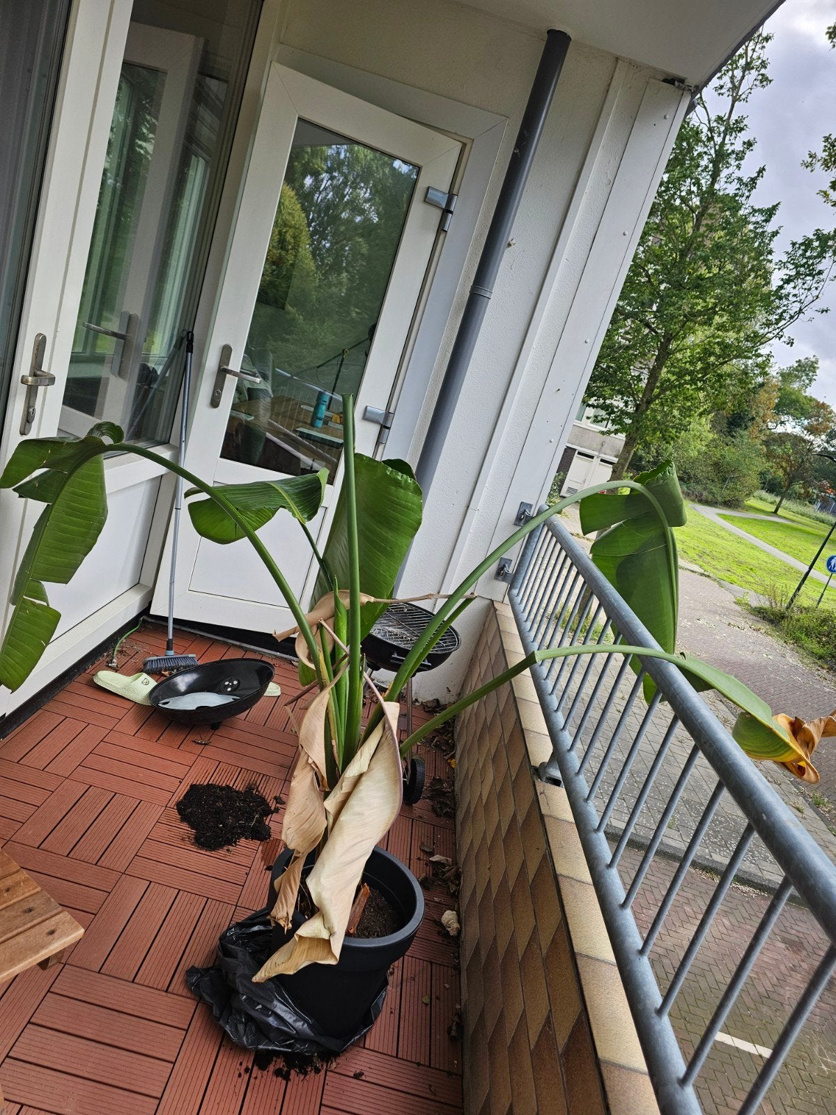 Strelitzia Nicolai, Ophalen, Overige soorten