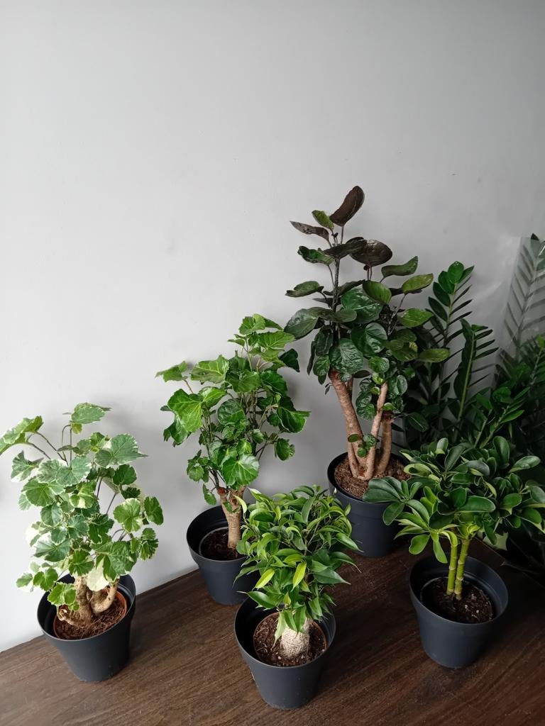 5 kamerplanten 30-60cm bonsai boompjes, Ophalen, Overige soorten, Halfschaduw, In pot