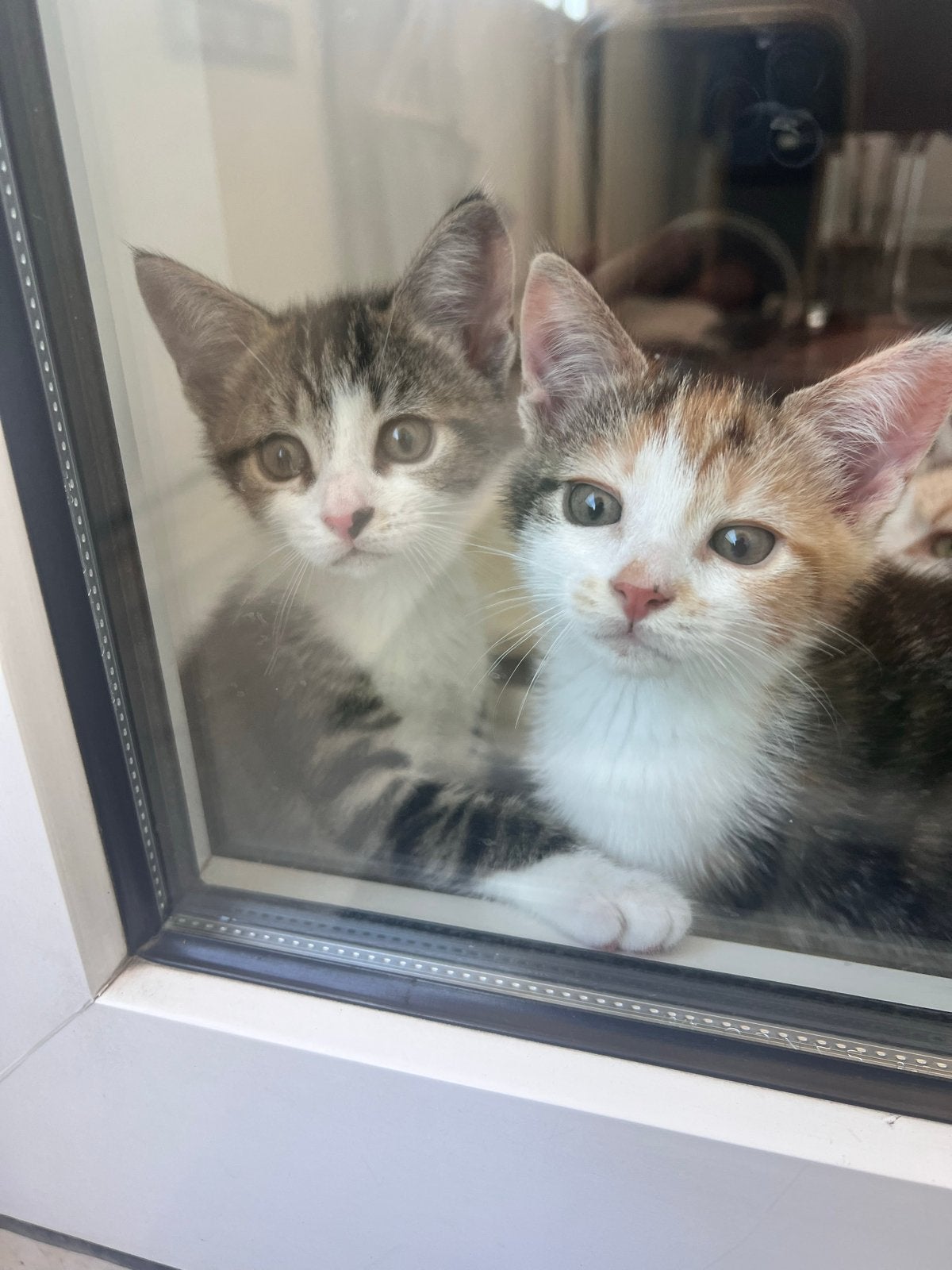 📌 Lees de advertentie goed! 🐾, Poes