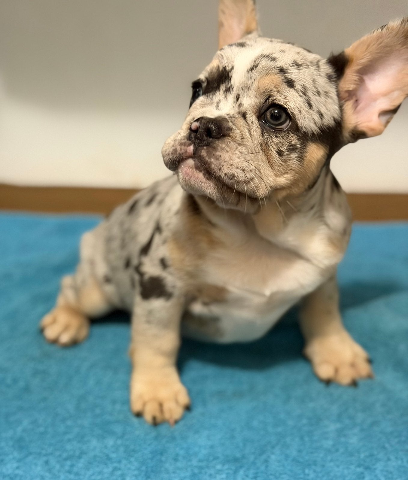Franse bulldog pups, Dieren en Toebehoren, CDV (hondenziekte), 8 tot 15 weken, Bulldog, Meerdere