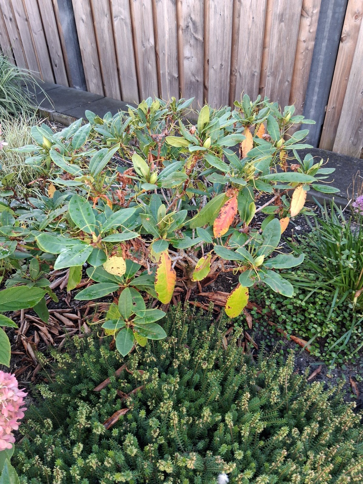 gratis, Tuin en Terras, Ophalen, Overige soorten, Minder dan 100 cm