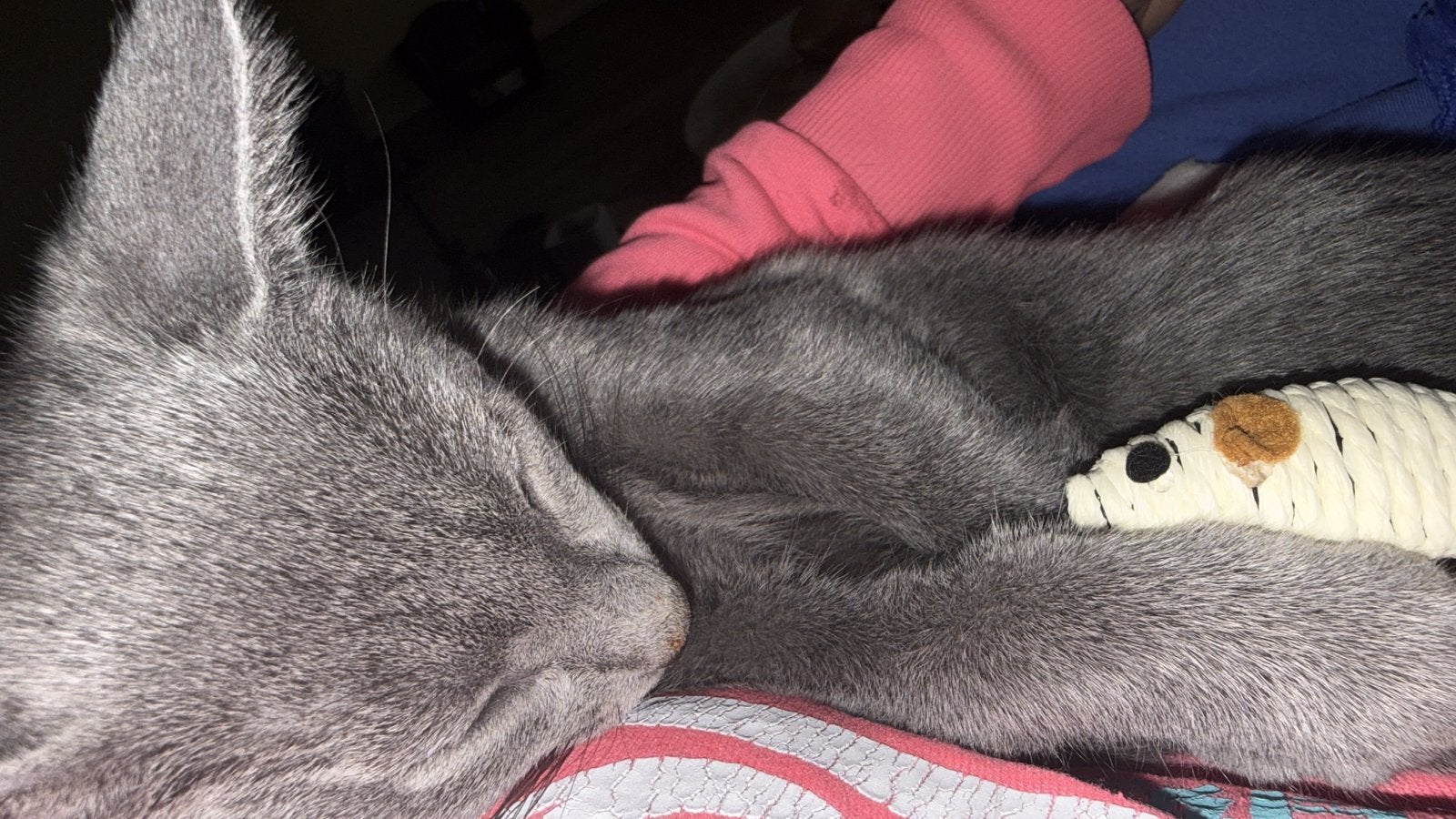 Nog 1 blauwe rus kitten (poesje)  te koop met stamboom, Poes, Met stamboom, 0 tot 2 jaar