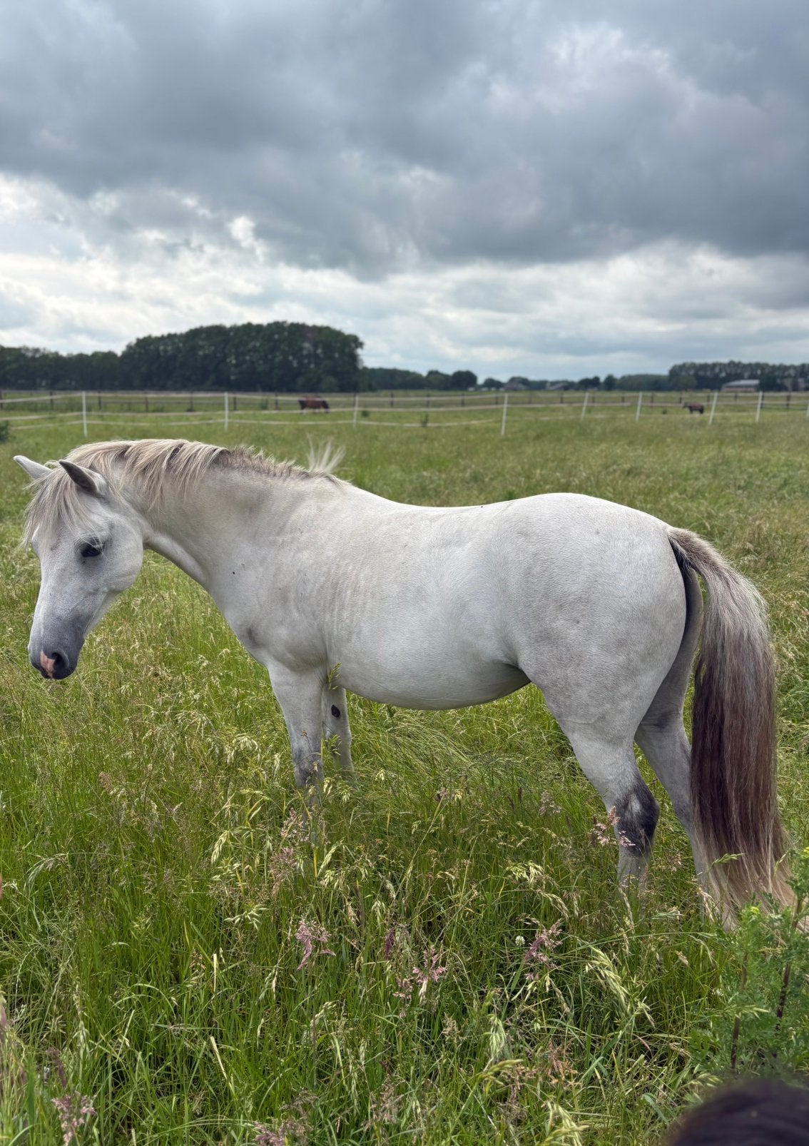 Lieve en betrouwbare kinderpony (a-pony), Merrie