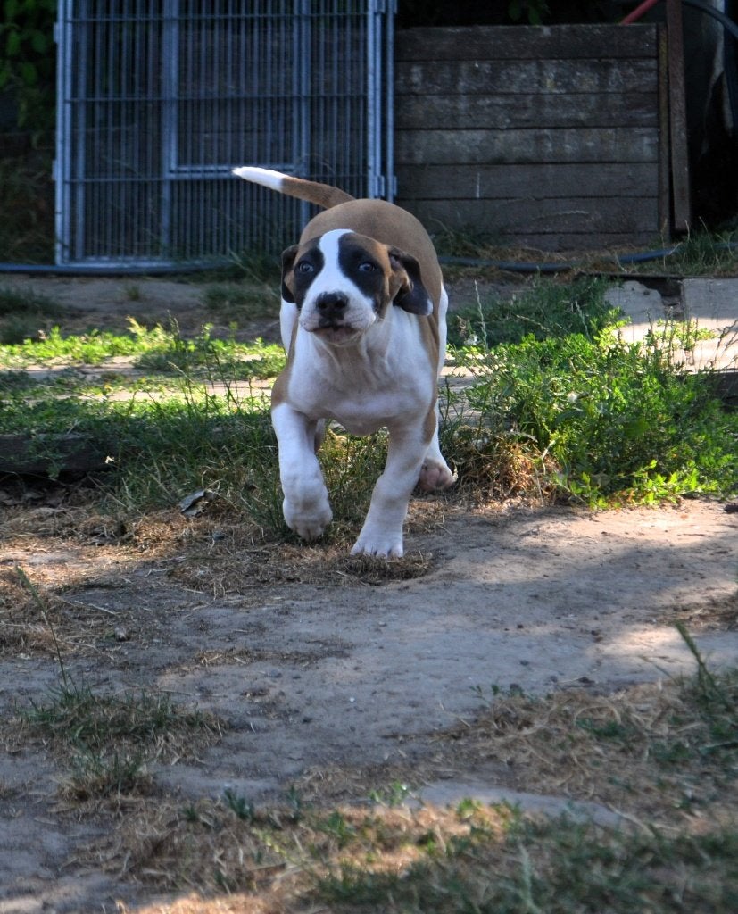 Raszuivere Boerboel pup met stamboom, Parvo, Overige rassen, 8 tot 15 weken, Meerdere
