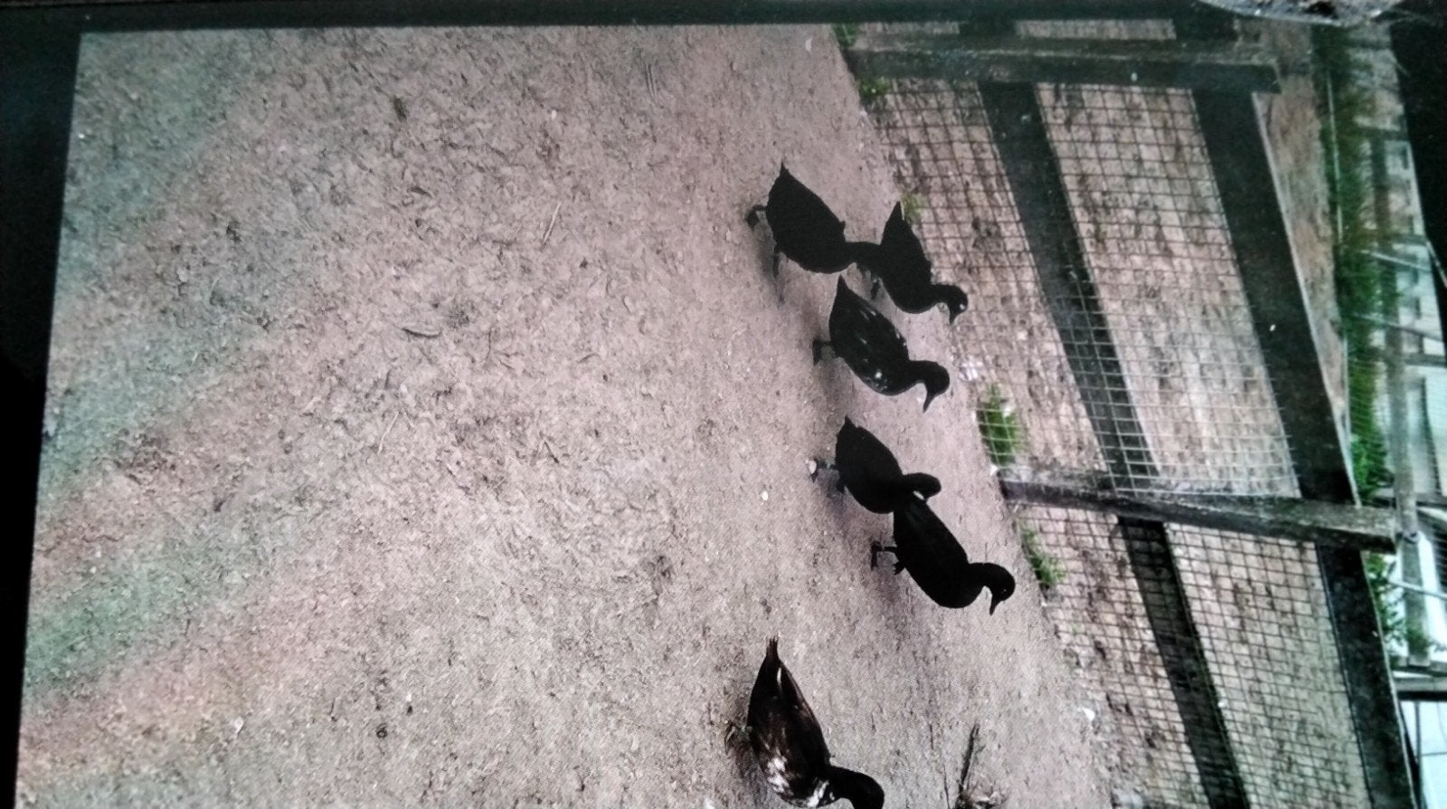 Veel kleuren kwakers, Meerdere dieren, Eend