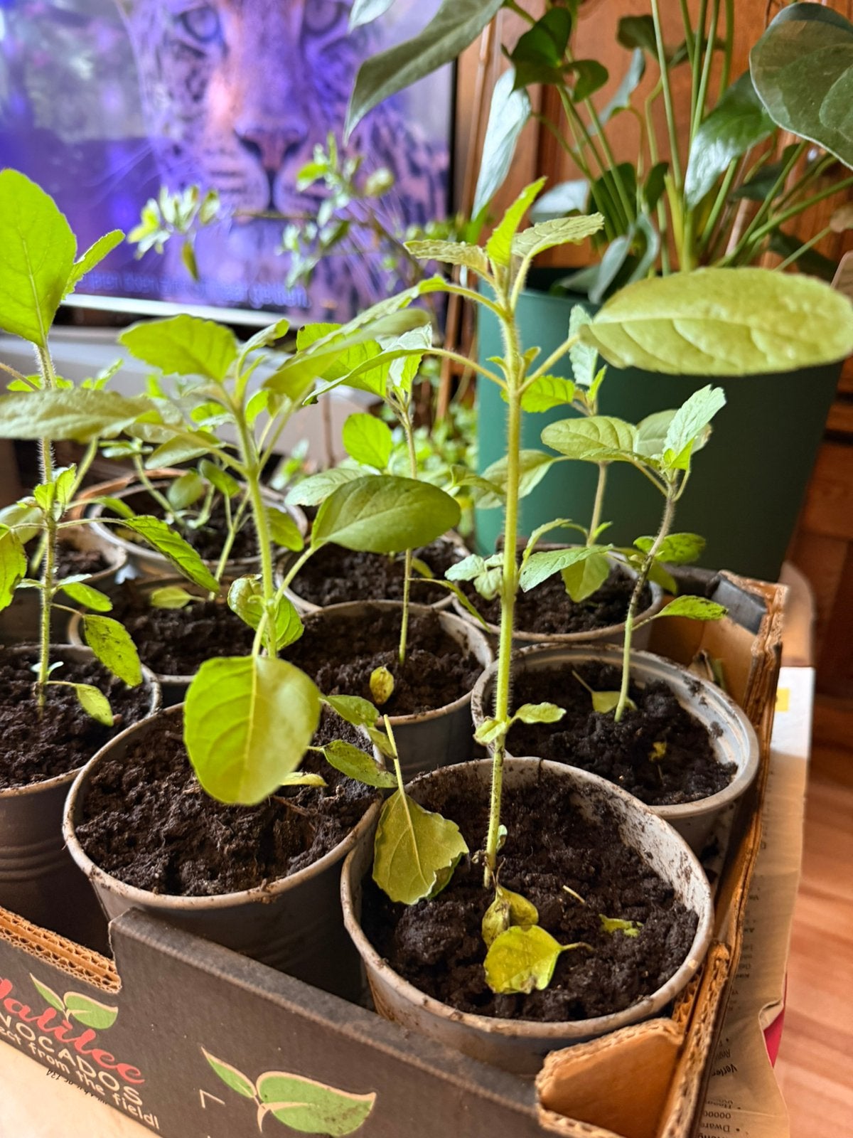 Tulsi plantjes (thee plant), Ophalen, Eenjarig, Groenteplanten, Volle zon