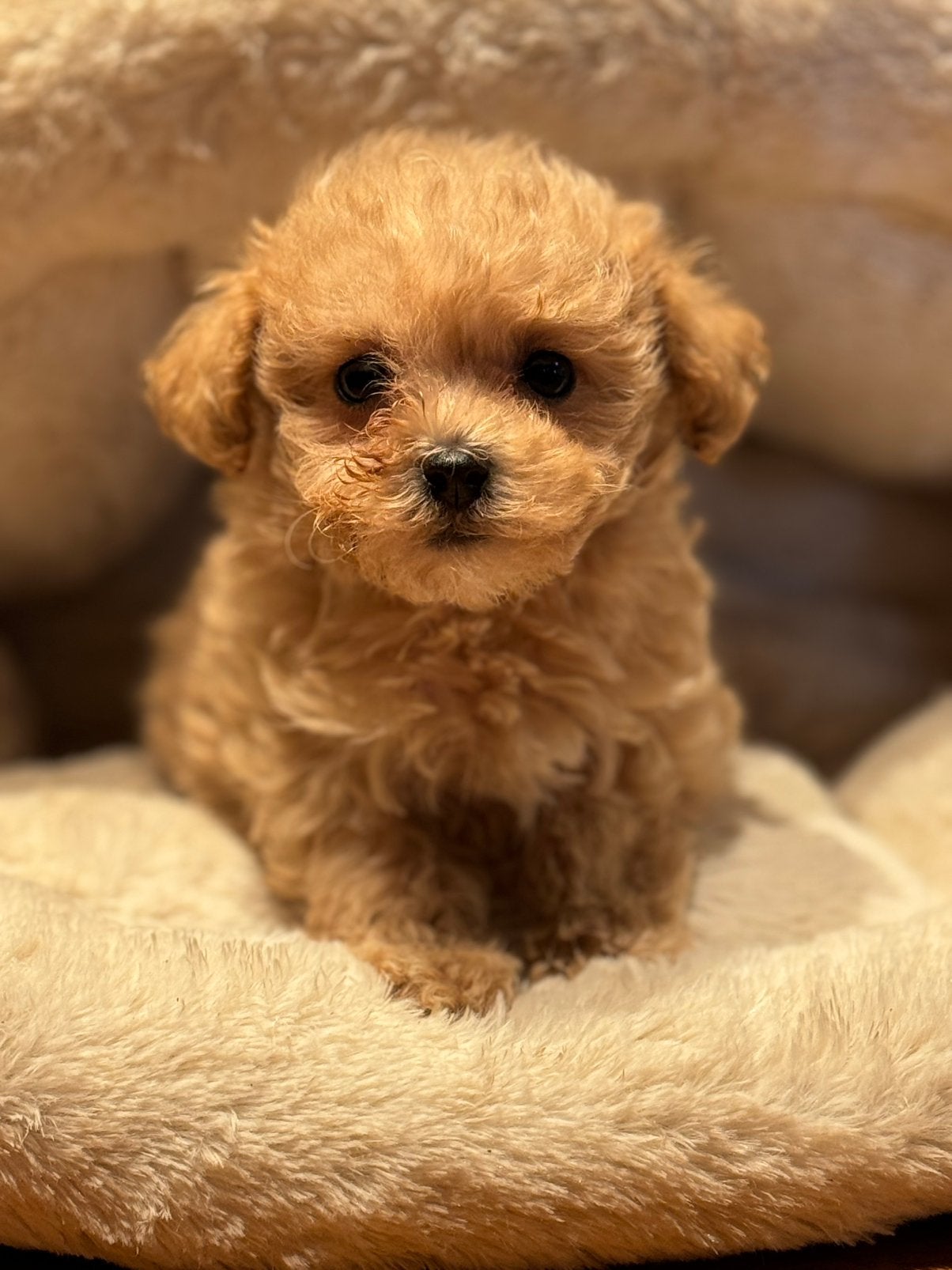 Klein type Maltipoo in diverse kleuren abricot en crème., Poedel, Parvo, Nederland, 8 tot 15 weken