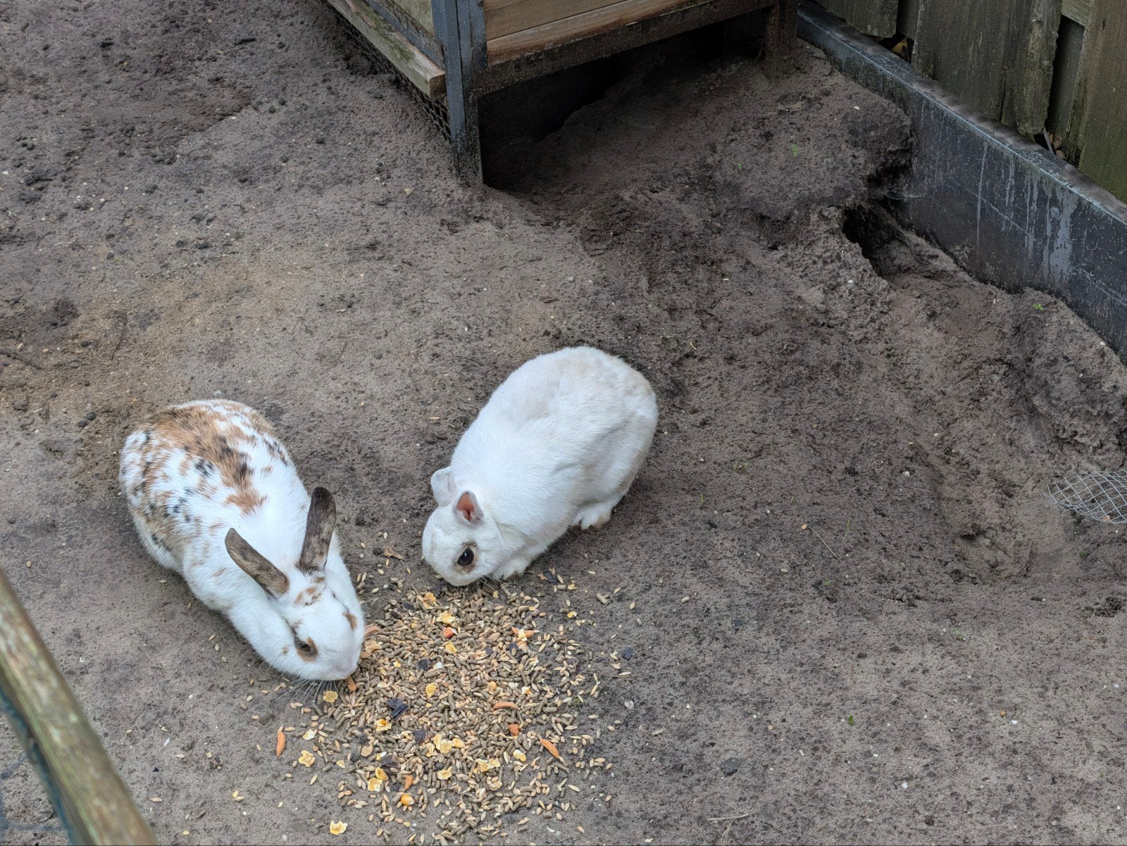 2 lieve konijnen, Meerdere dieren