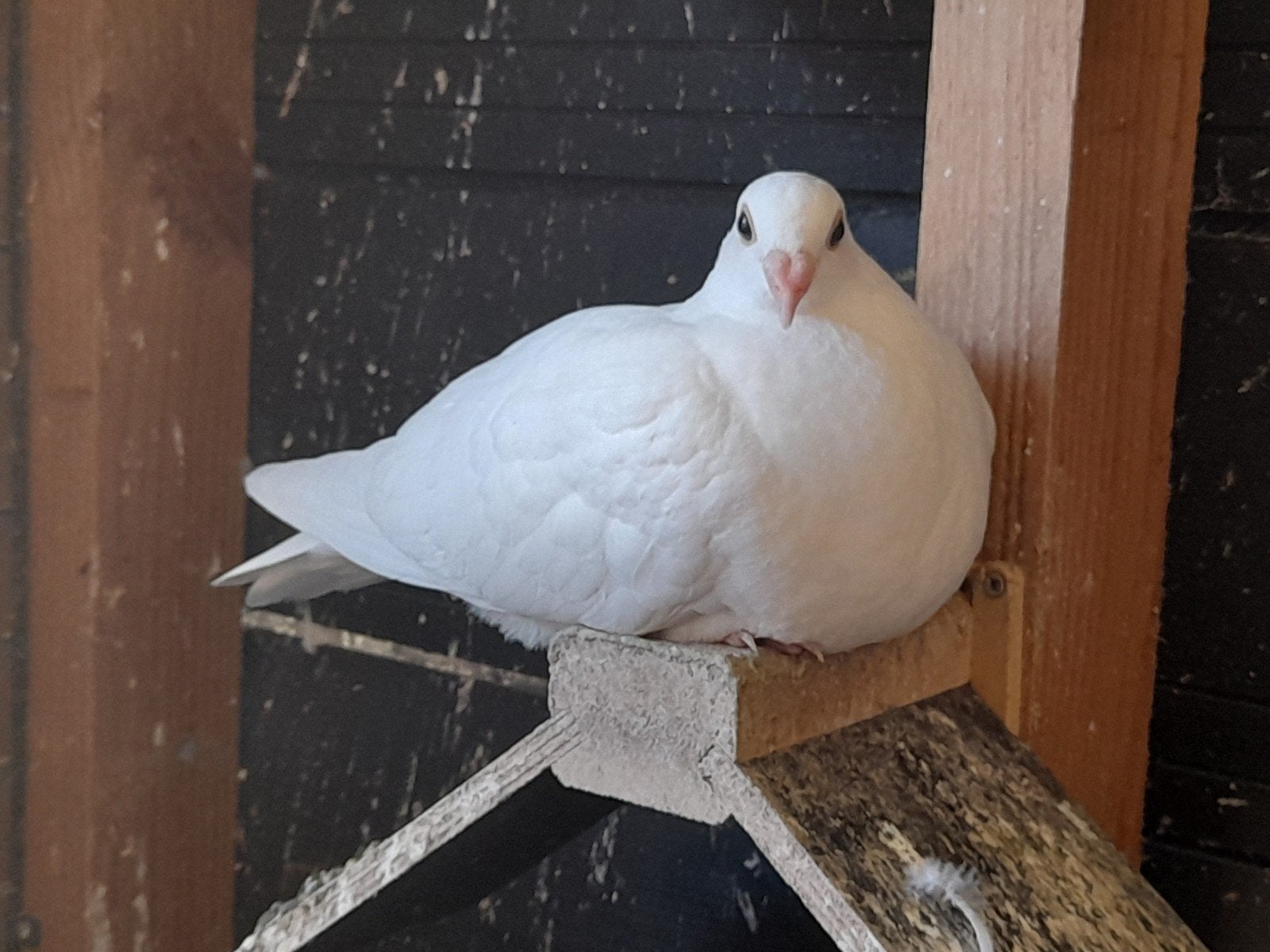 diverse witte post en sierduiven, Dieren en Toebehoren