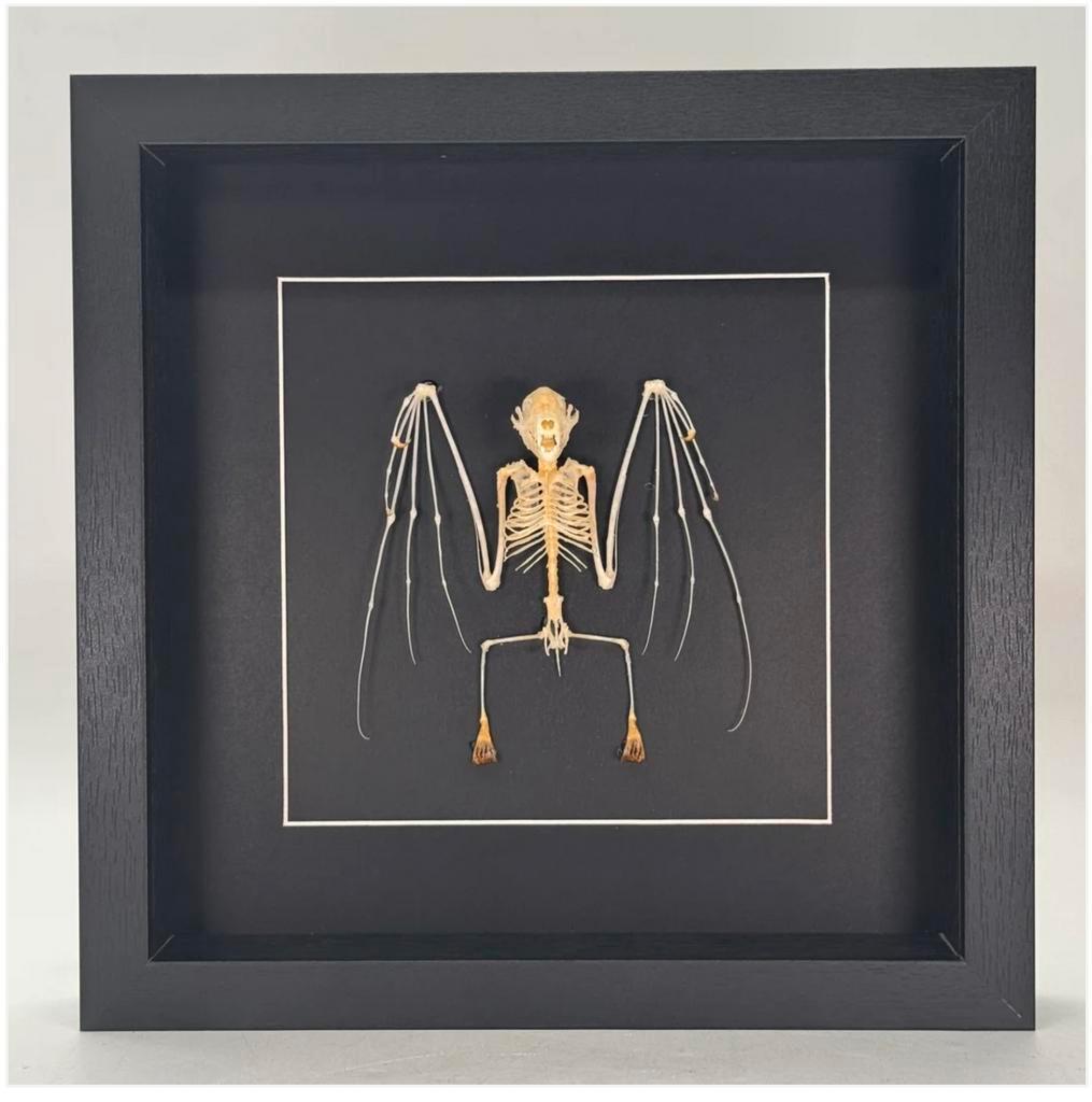Vleermuis skelet in luxe lijst  25x25 vm