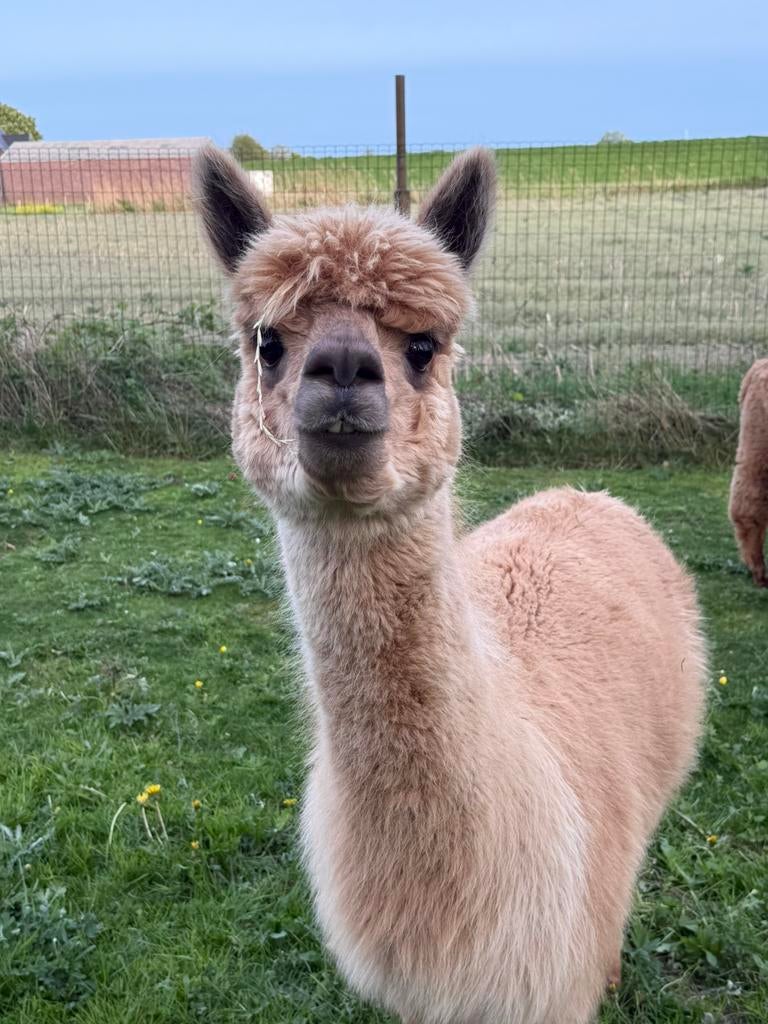 diverse Alpaca's te koop, Juli, Meerdere dieren
