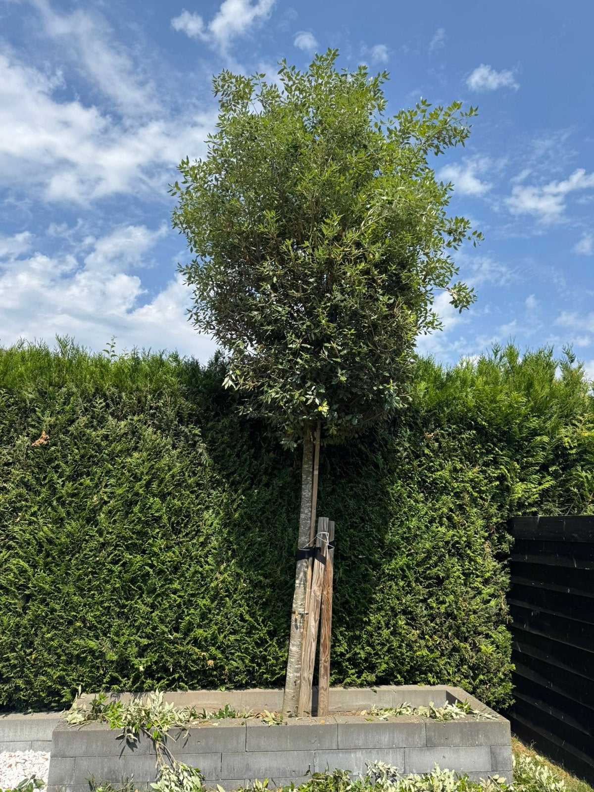 3st. Steeneik (Quercus ilex) bomen, Overige soorten, Lente, 250 tot 400 cm, Ophalen