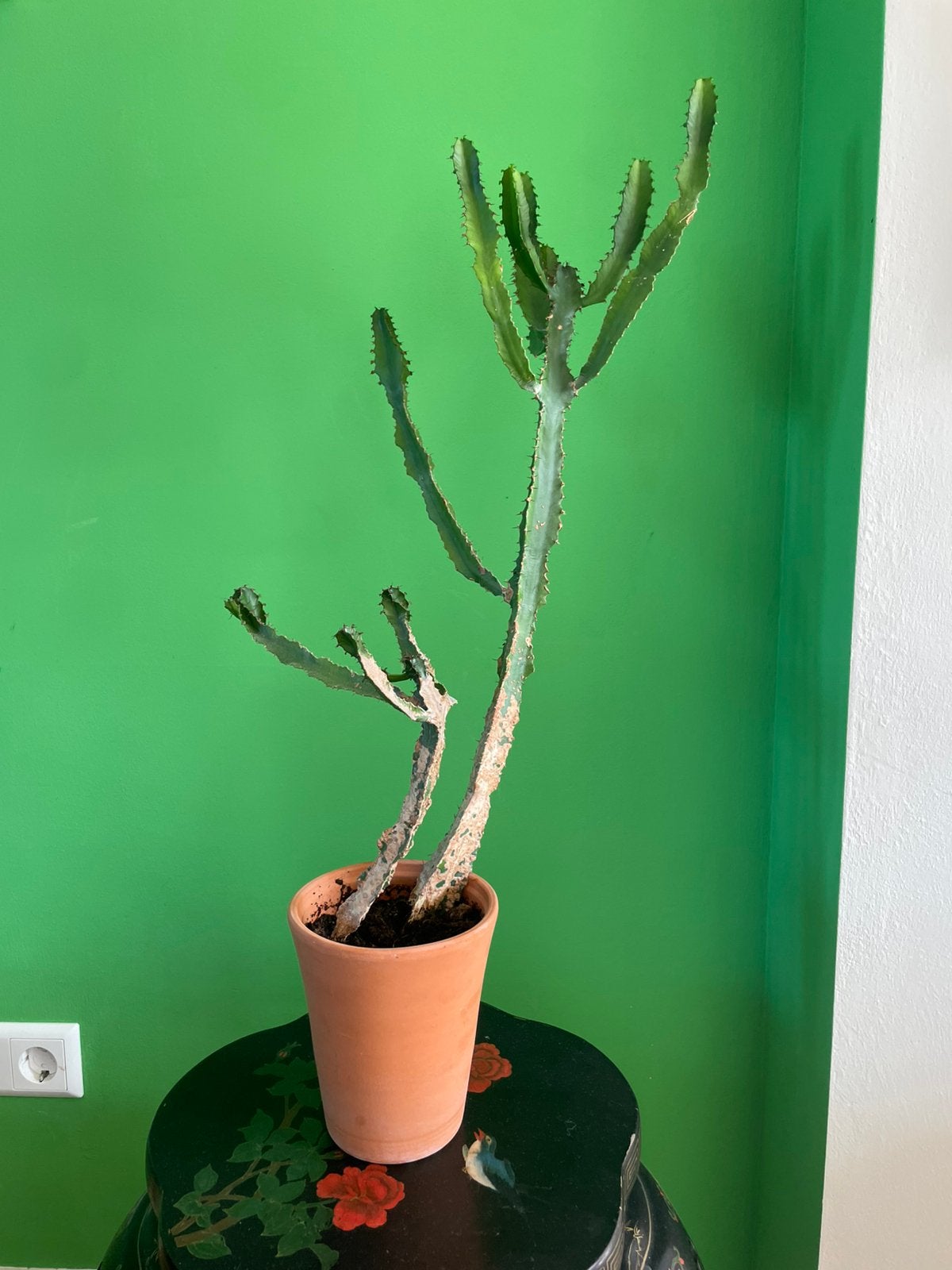 Euphorbia Pseudocactus in pot, Ophalen, Overige soorten, Halfschaduw, In pot