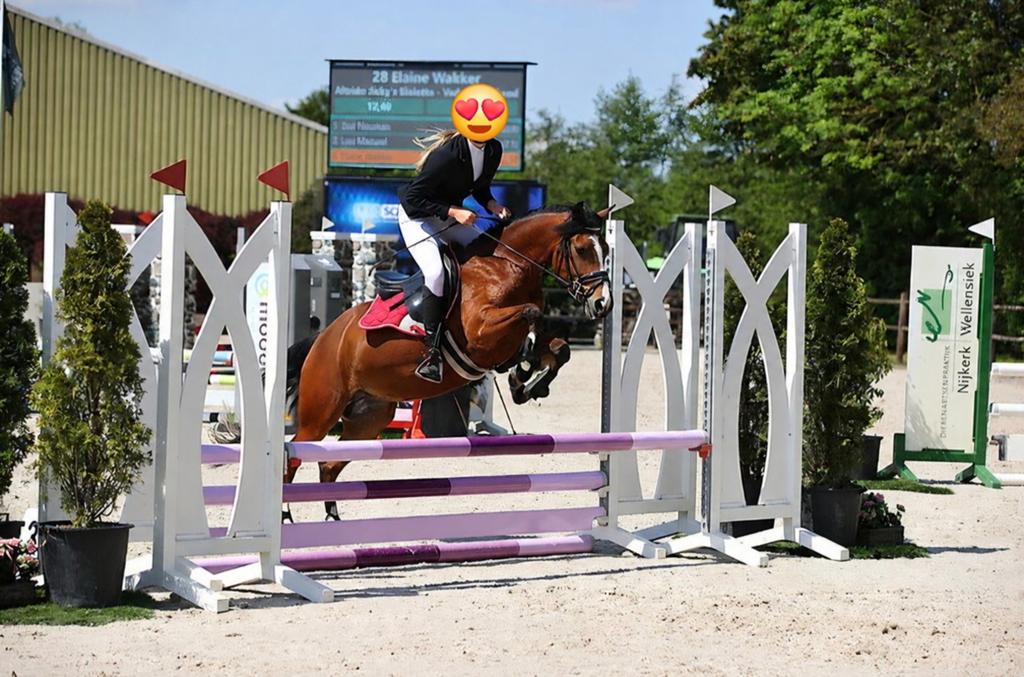 Ontzettende brave new forest (kinder)pony, Merrie, L, Met stamboom, 3 tot 6 jaar