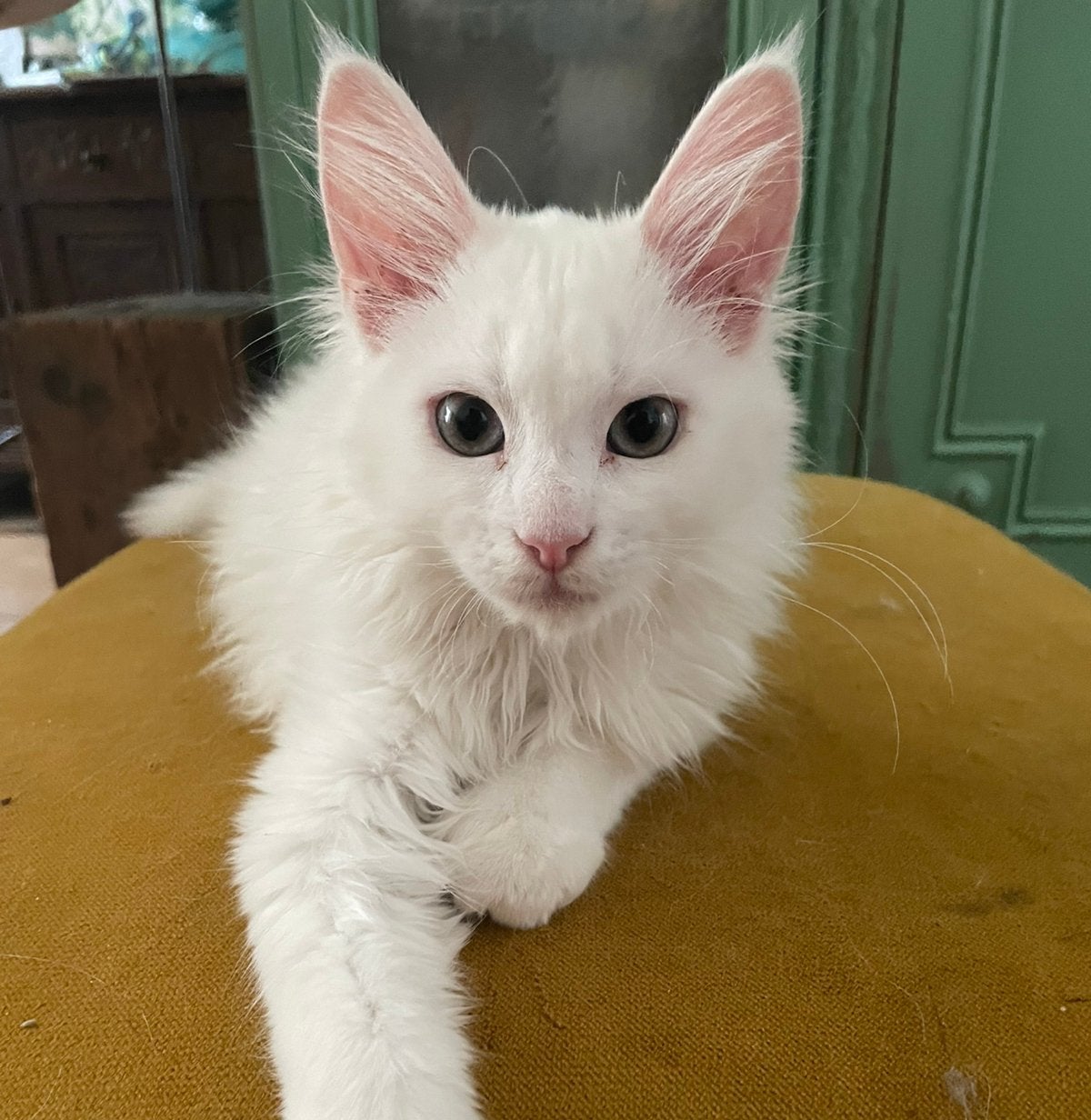 Kittens Main Coon/ Britse korthaar/ wit/ te koop, Dieren en Toebehoren, Katten en Kittens | Overige Katten, Meerdere dieren, 0 tot 2 jaar