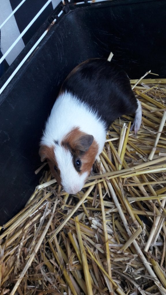 Jonge cavia man, Cavia, Mannelijk, Juli, Tam