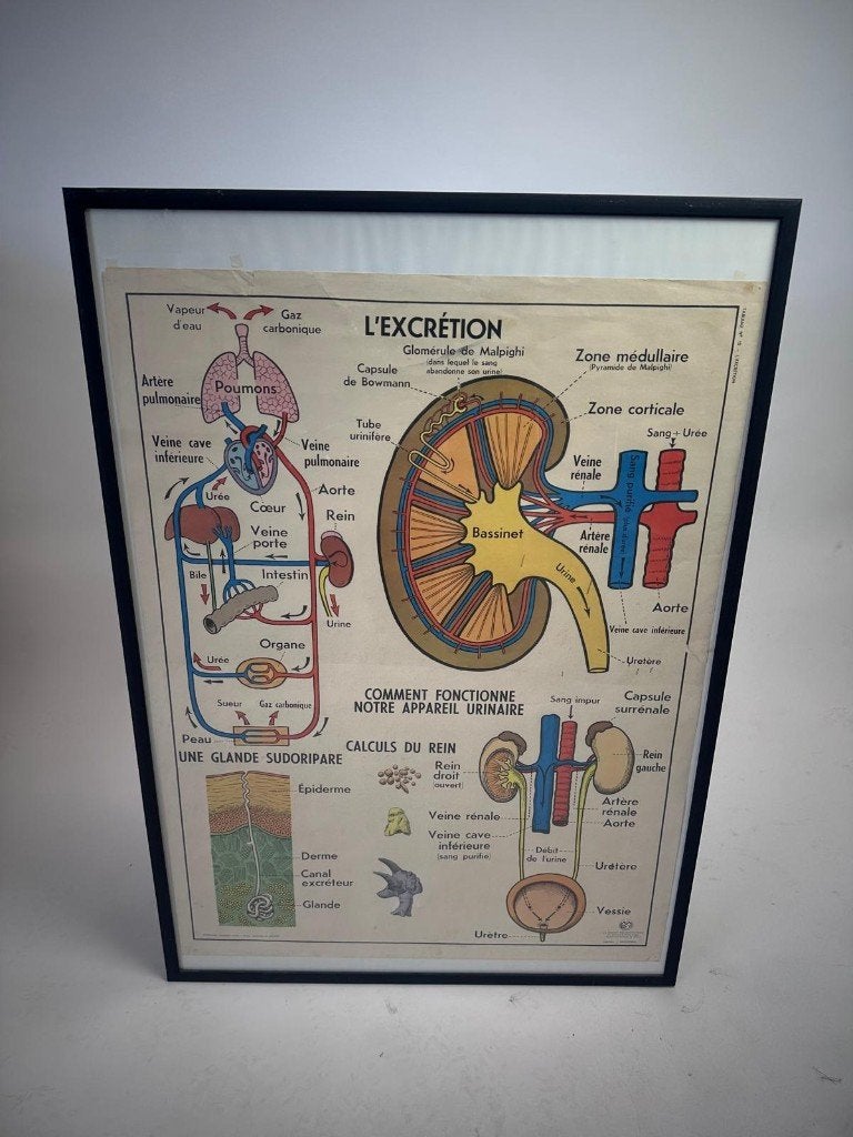 Vintage Anatomie Plaat: Uitscheiding & Bloedsomloop & hart, Ophalen, Natuur en Biologie