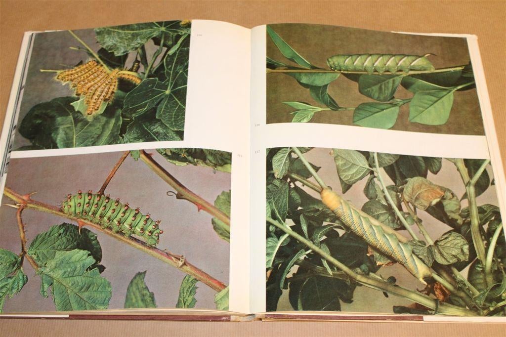 De Mooiste Vlinders — Vintage Vlinderboek [1957], Ophalen of Verzenden, Gelezen, Overige diersoorten