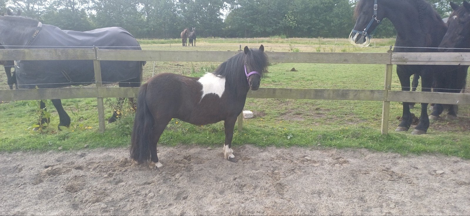 Gez. Schoftbankje, Dieren en Toebehoren, Paarden en Pony's | Hoofdstellen en Tuigage, Ophalen of Verzenden, Overige soorten