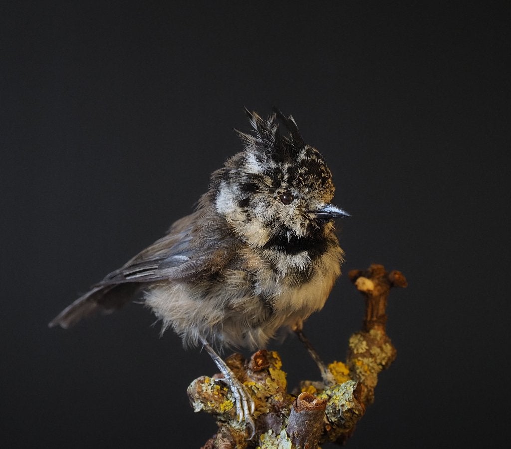 Opgezette Kuifmees, Verzamelen, Ophalen of Verzenden, Nieuw, Vogel, Opgezet dier