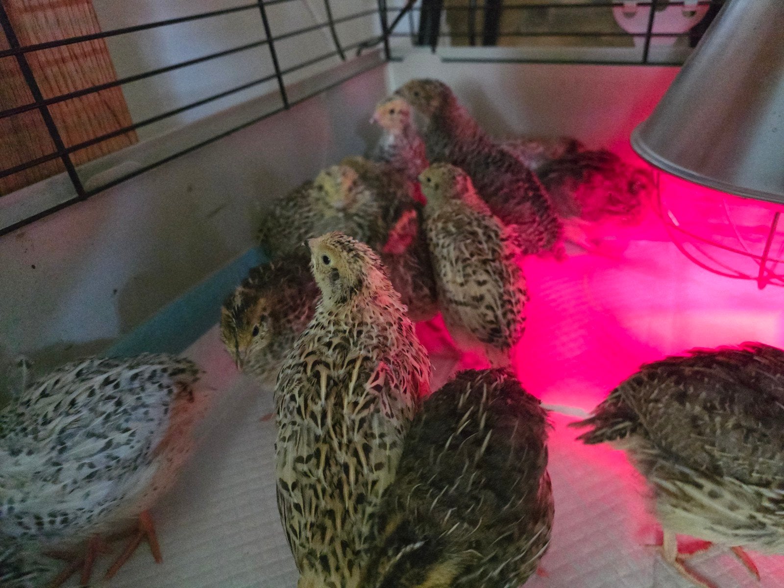 Prachtige jonge Japanse kwartels Coturnix japonica, Meerdere dieren