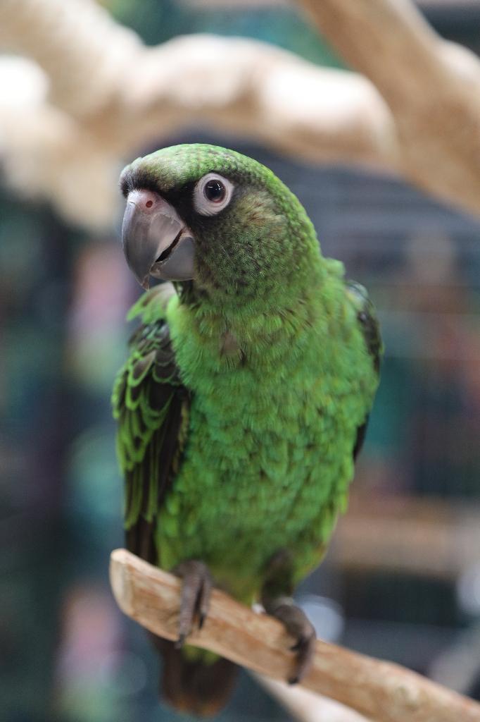 Lief | Jonge Baby Jardine Papegaai | Getest | Handtam, Dieren en Toebehoren, Meerdere dieren, Papegaai, Pratend