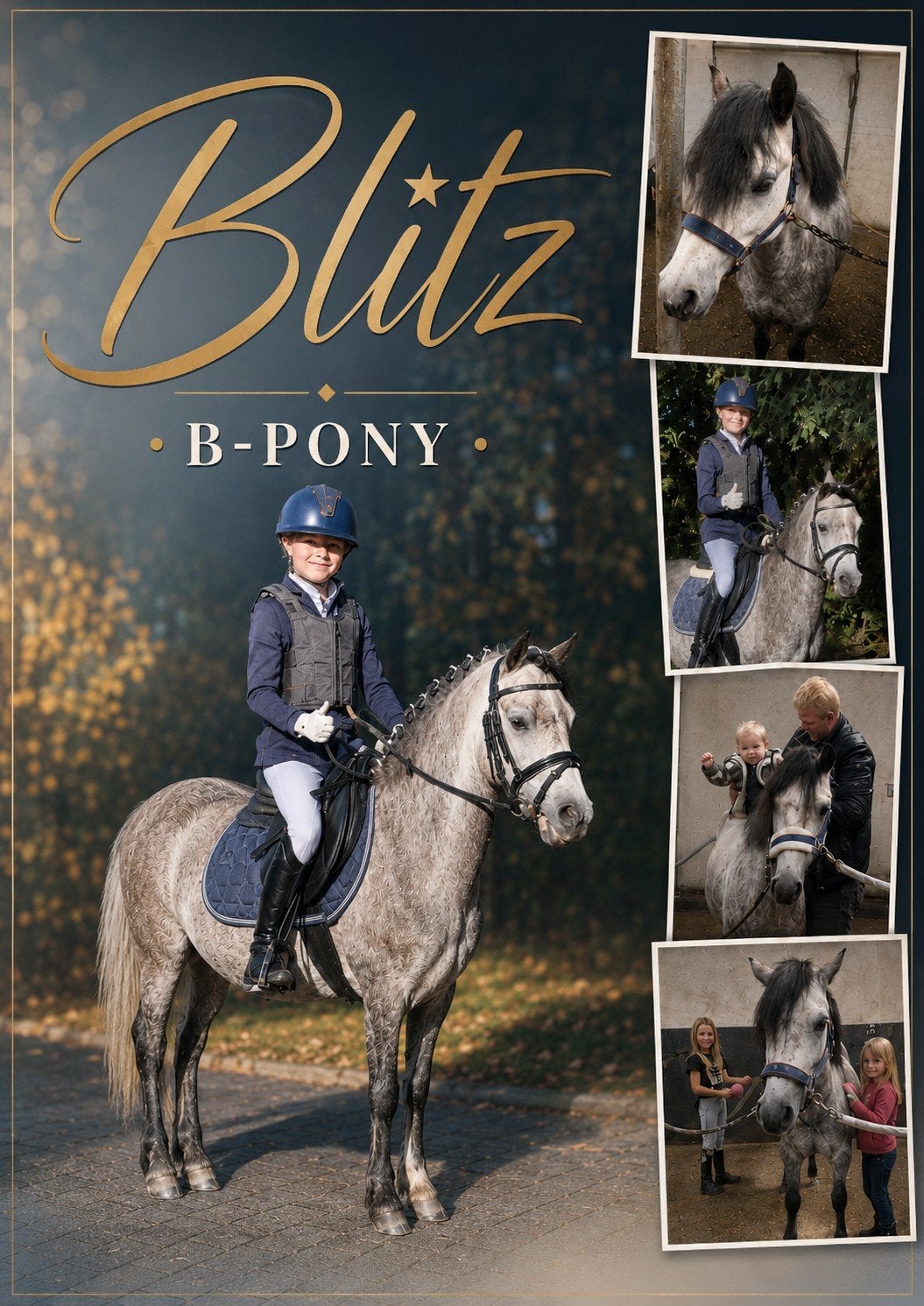 B pony welsh, Dieren en Toebehoren, Ruin