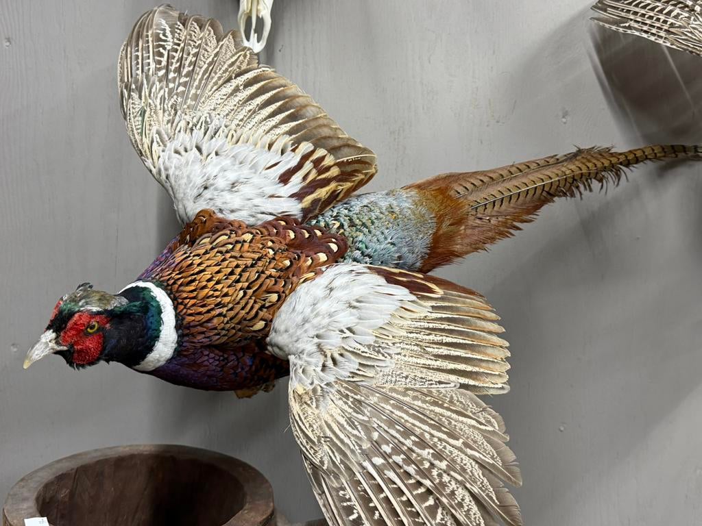 Fazant opgezet opgezette fazanten taxidermie veluwe, Ophalen, Nieuw, Vogel, Opgezet dier
