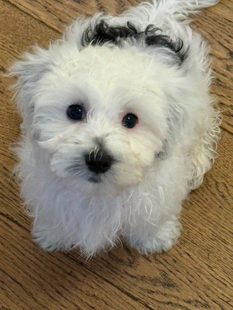 Maltezer X Poedel pups, Parvo, Maltezer, 8 tot 15 weken, Meerdere
