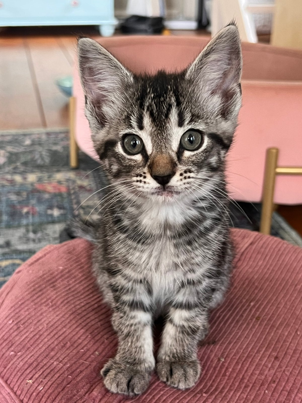 Superlieve en sociale kittens, half Maine Coon., Meerdere dieren