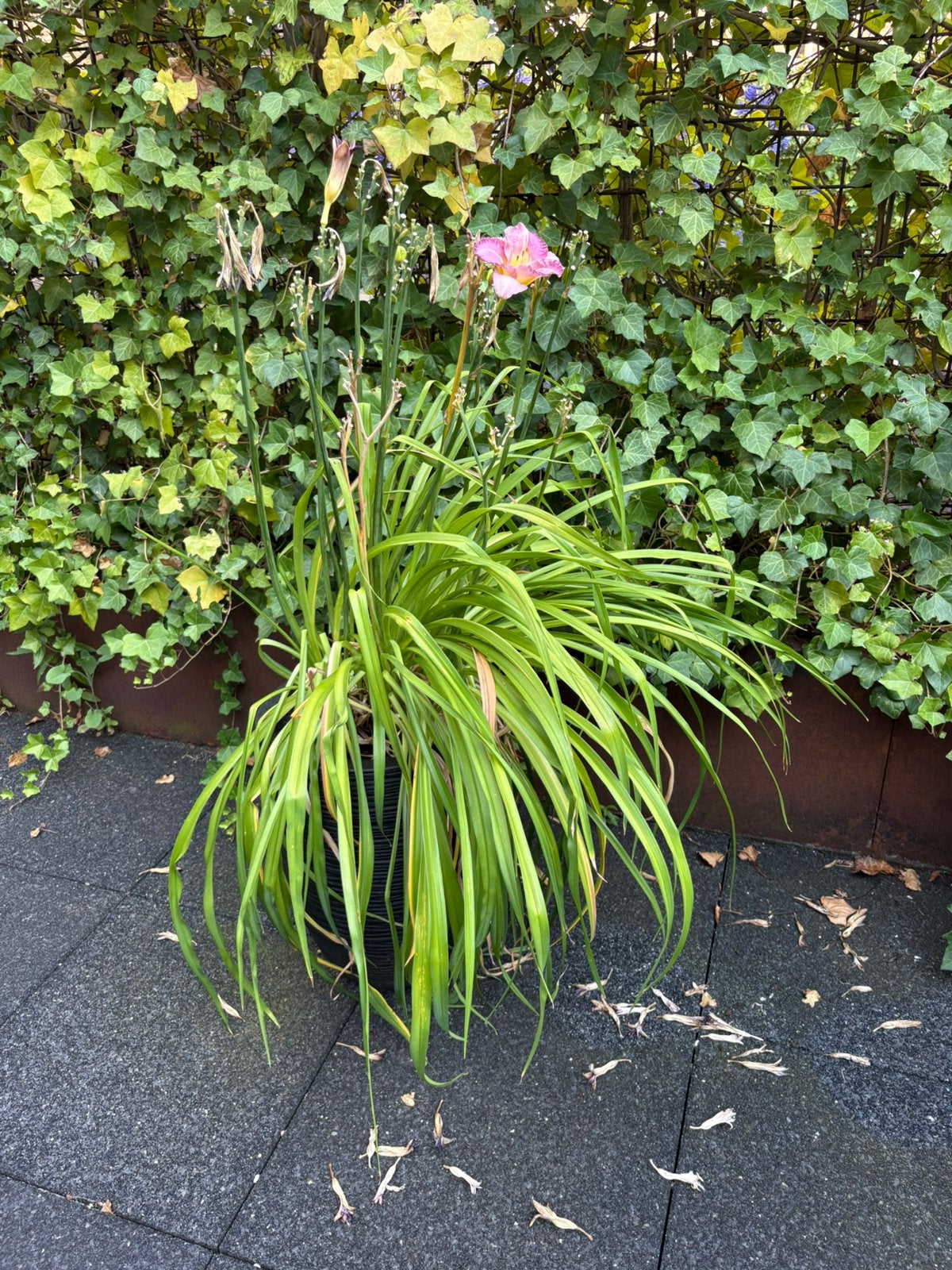 Hemerocallis Nile Crane daglelie in pot, Ophalen, Overige soorten, Volle zon