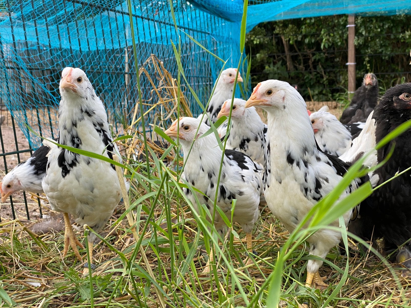 Jonge hennen witbonte Leghorn groot, Dieren en Toebehoren, Pluimvee, Vrouwelijk, Kip