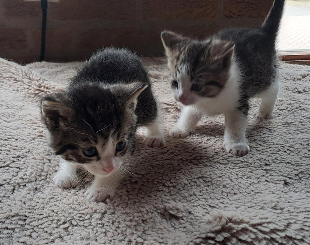 Kittens, Dieren en Toebehoren, Poes