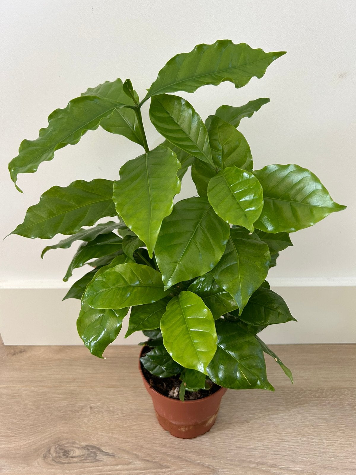 Coffea Arabica (Koffieplant), Ophalen of Verzenden, Halfschaduw, Minder dan 100 cm