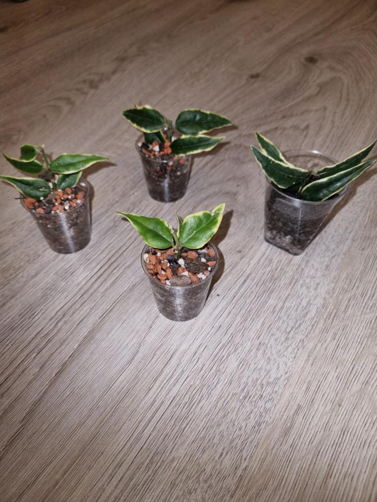 Hoya bella anneke buis, Ophalen of Verzenden, Overige soorten, Volle zon